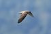 Rondine montana (Ptyonoprogne rupestris) © Giuseppe Colombo