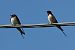 Rondine (Hirundo rustica) © Giuseppe Colombo