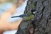 Cinciallegra (Parus major) © Giuseppe Colombo