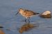 Piovanello pancianera (Calidris alpina) © Giuseppe Colombo