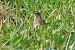 Pispola (Anthus pratensis) © Giuseppe Colombo