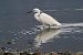 Garzetta (Egretta garzetta) © Giuseppe Colombo