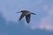 Beccaccino (Gallinago gallinago) © Giuseppe Colombo