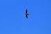 Rondine (Hirundo rustica) © Alfio Sala