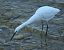 Garzetta (Egretta garzetta) © Giuseppe Speranza