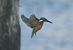 Martin pescatore (Alcedo atthis) © Giuseppe Speranza