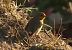 Pettirosso (Erithacus rubecula) © Giuseppe Speranza