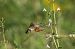 Macroglossum stellatarum  - Giuseppe Speranza