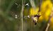 Macroglossum stellatarum © Giuseppe Speranza