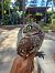 Civetta (Athene noctua) © Andrea Berardi