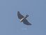 Sparviere (Accipiter nisus) © Andrea Mosele
