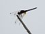 Trithemis annulata  - Michele Cento
