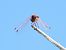 Trithemis annulata  - Michele Cento