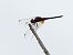 Trithemis annulata  - Michele Cento