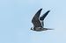 Falco cuculo (Falco vespertinus) © Flavio Felici