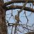 Tordo bottaccio (Turdus philomelos) © Massimo Perinotto