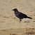 Cornacchia nera (Corvus corone) © Massimo Perinotto