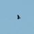 Rapace indeterminato (Accipitriformes / Falconiformes sp.) © Filippo Moratelli