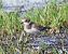 Grand Gravelot (Charadrius hiaticula) © Patrizio Gigli
