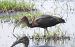 Ibis falcinelle (Plegadis falcinellus) © Patrizio Gigli