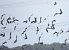 Pigeon ramier (Columba palumbus) © Patrizio Gigli