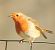 Pettirosso (Erithacus rubecula) © Patrizio Gigli
