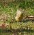 Ballerina gialla (Motacilla cinerea) © Patrizio Gigli