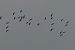 Gru (Grus grus) Anonimo