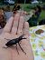 Lucanus cervus © Daniele Ronconi