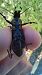 Carabus coriaceus © Daniele Ronconi