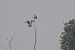 Red Kite (Milvus milvus) © hidden author