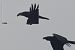 Corvo imperiale (Corvus corax) © Autore sconosciuto
