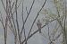 Sparviere (Accipiter nisus) © Autore sconosciuto