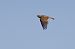 Allodola (Alauda arvensis) © Autore sconosciuto