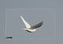 Piccione domestico (Columba livia f. domestica) © Autore sconosciuto