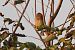 Zigolo nero (Emberiza cirlus) © Autore sconosciuto