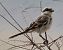 Averla maggiore algerina (Lanius excubitor algeriensis) © Carmelo Palazzolo