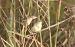 Beccamoschino (Cisticola juncidis) © Christian Kofler