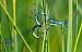 Coenagrion hastulatum  - Alessandro Francolini