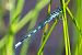 Coenagrion hastulatum © Alessandro Francolini