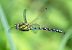 Aeshna cyanea © Alessandro Francolini