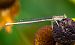 Platycnemis pennipes © Alessandro Francolini