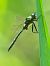 Somatochlora metallica © Alessandro Francolini