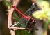Sympetrum sanguineum  - Alessandro Francolini