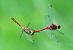 Sympetrum sanguineum  - Alessandro Francolini