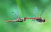 Sympetrum sanguineum © Alessandro Francolini