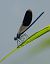 Calopteryx splendens © Alessandro Francolini