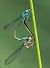 Ischnura elegans © Alessandro Francolini