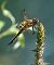 Libellula quadrimaculata  - Alessandro Francolini