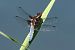 Libellula depressa © Alessandro Francolini